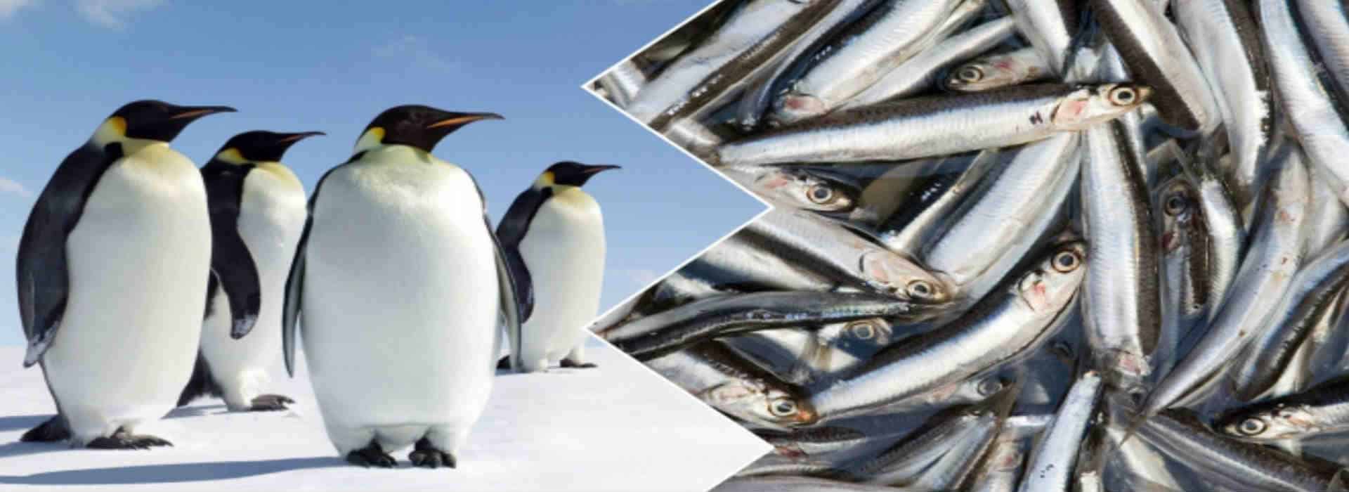 "Pinguini" e "Sardine": la politica fatta dagli "animali"
