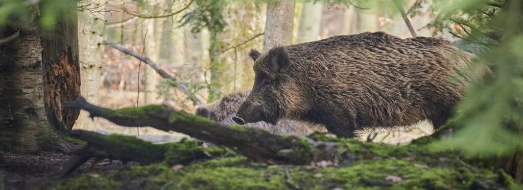 Peste suina: la diffusione al Nord e il crollo dell'export