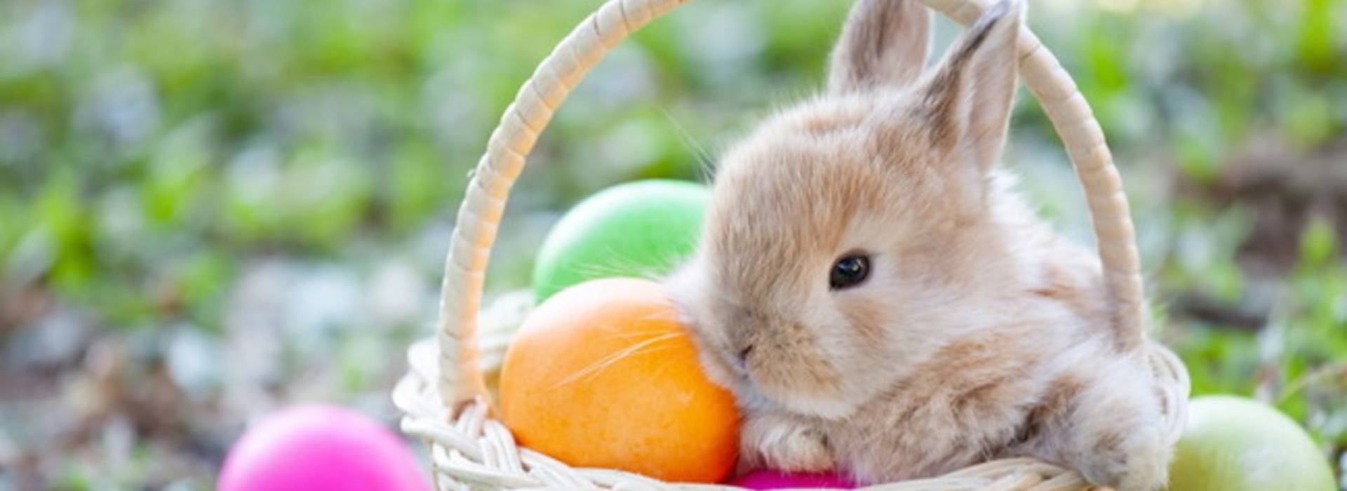 Una serena Pasqua a tutti i nostri lettori