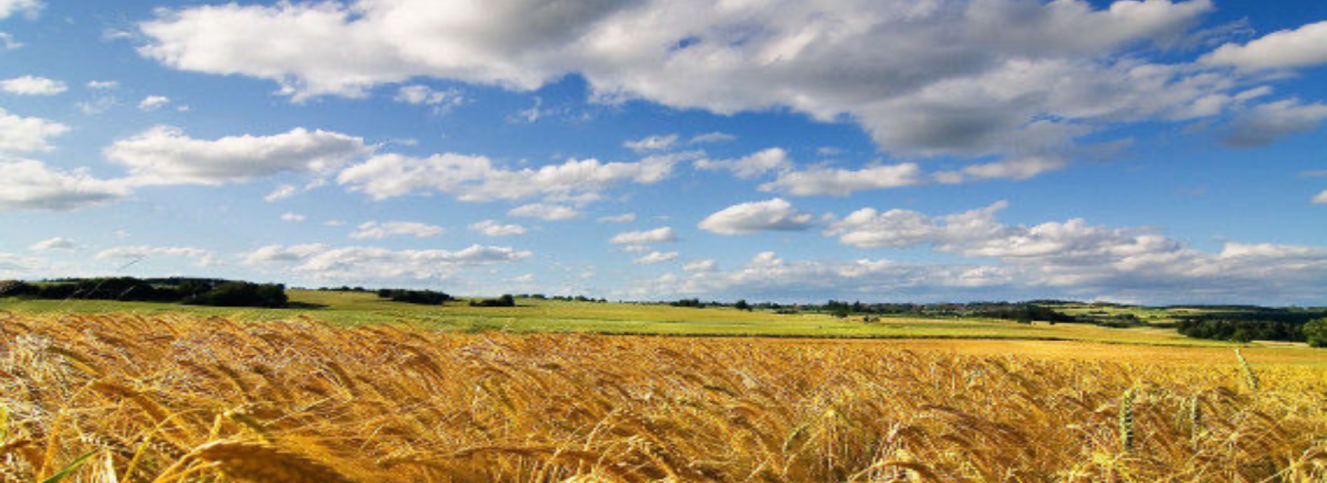 La Russia vende il grano ucraino all'Europa